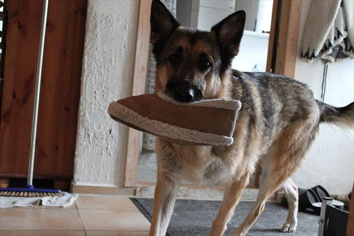 Schæferhund Simik | Duttiemanden.  <3 billede 19