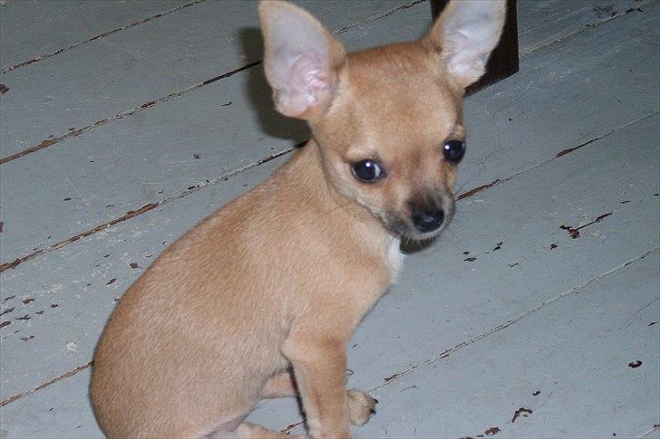 Chihuahua koda's KATA billede 4