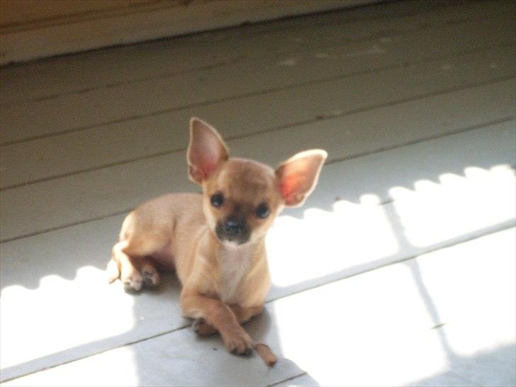 Chihuahua koda's KATA - blev der sagt kata??? billede 5