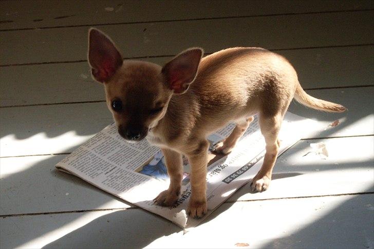 Chihuahua koda's KATA - koda flyttede min avis over i solen... billede 6