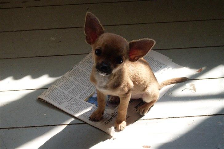 Chihuahua koda's KATA - det var koda "moar" billede 7