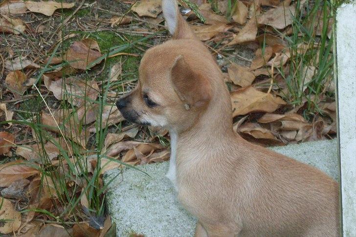 Chihuahua koda's KATA - jeg sidder bare og kigger... billede 8