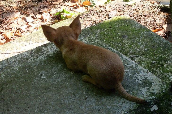 Chihuahua koda's KATA - 1...2...3 jeg er parat... billede 9