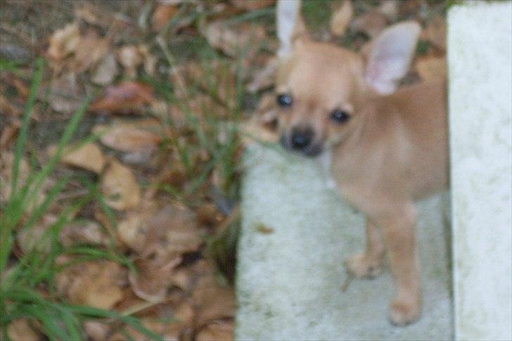 Chihuahua koda's KATA - her er nu meget godt at være:) billede 10