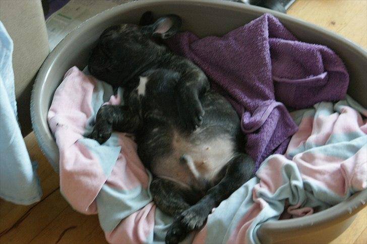 Fransk bulldog Laban - Laban 10 uger. De kunne da godt ha købt en større seng ! billede 6