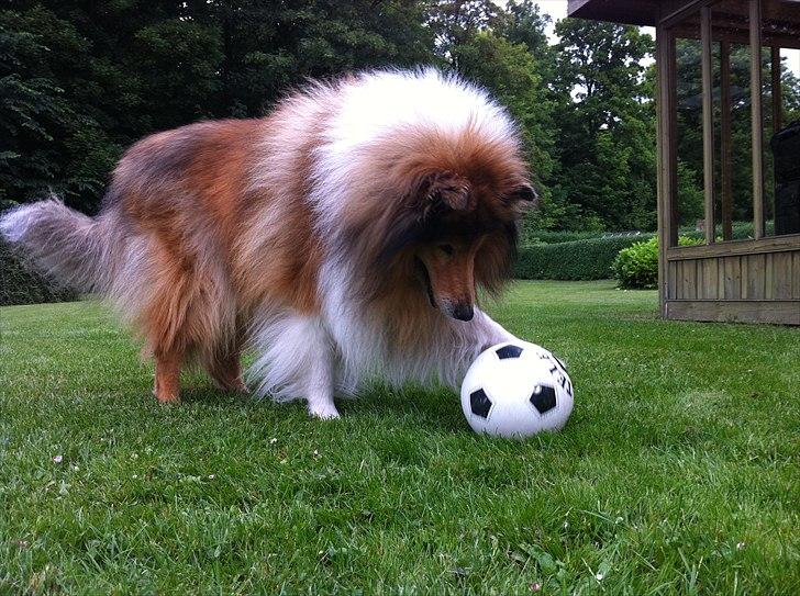 Collie langhåret Tiger billede 10