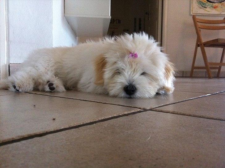 Coton de tulear Vicky - Prinsessen tager sig lige en lur, med sit nye hårpynt billede 14