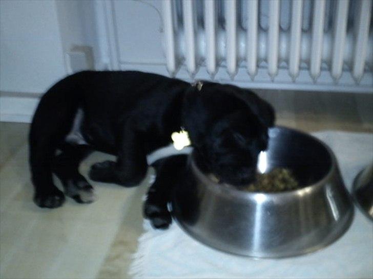 Blanding af racer Hannibal billede 2