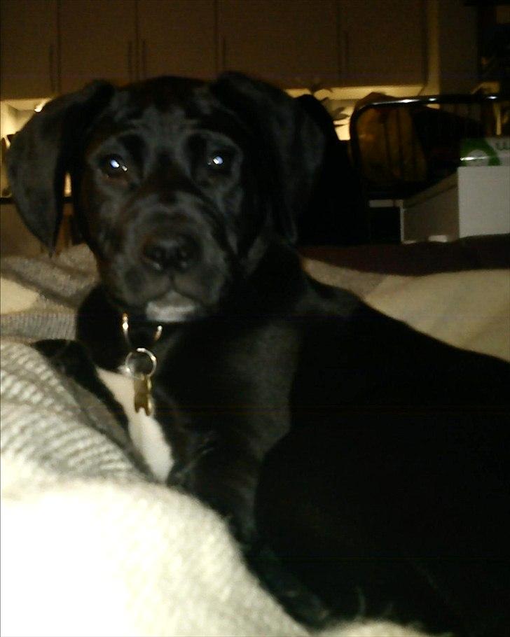 Blanding af racer Hannibal billede 5