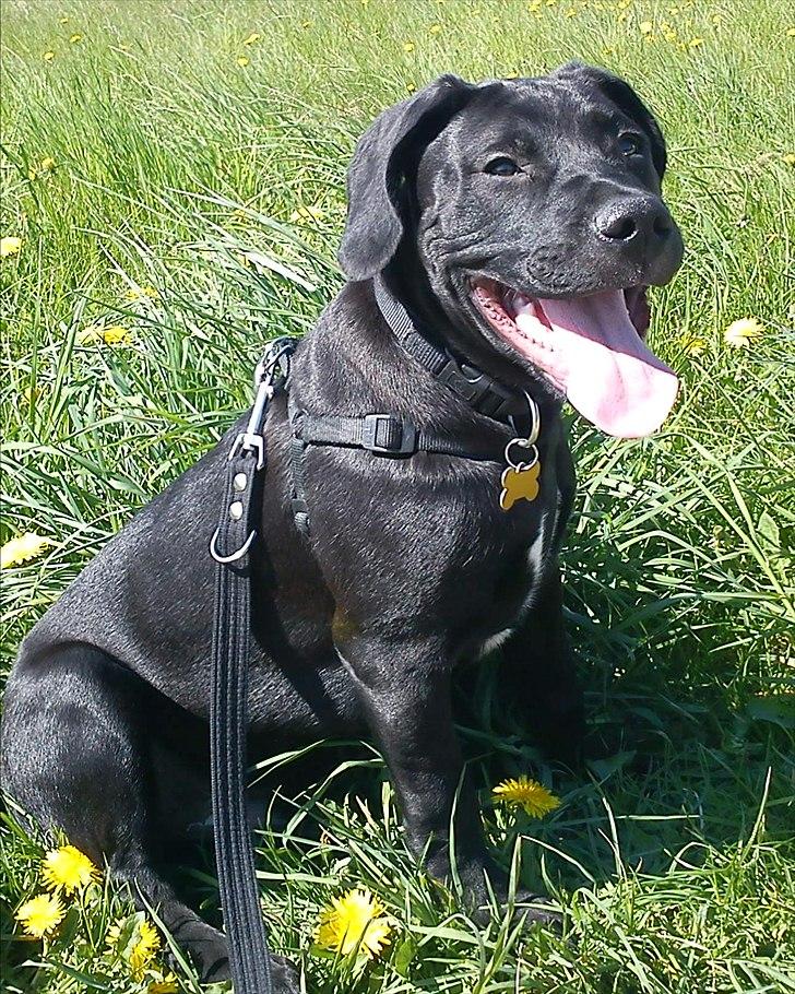 Blanding af racer Hannibal billede 7