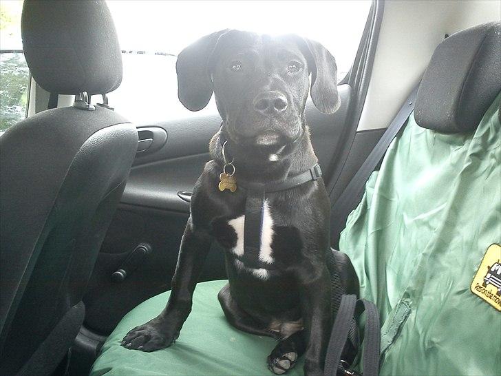 Blanding af racer Hannibal billede 6