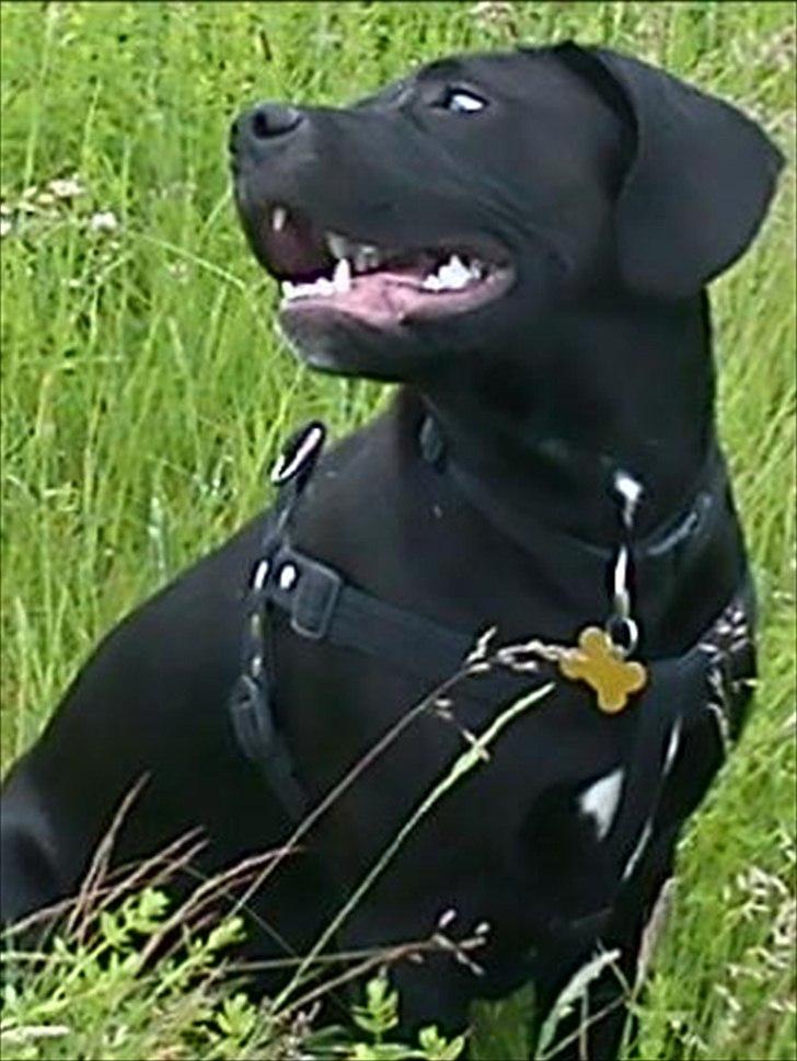 Blanding af racer Hannibal billede 8