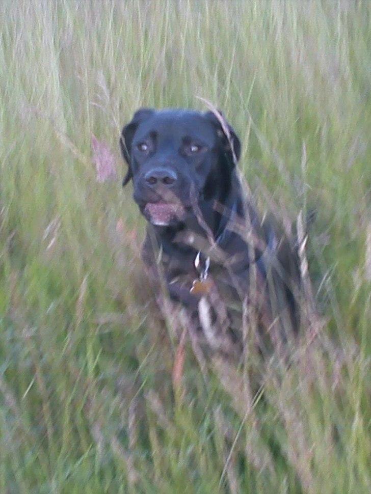 Blanding af racer Hannibal billede 9