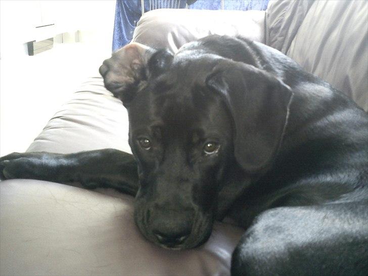 Blanding af racer Hannibal billede 10