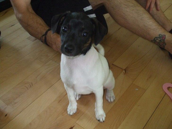 Dansk svensk gaardhund Molly - Lille Molly, kort tid efter vi havde fået hende. Hun 8 uger gammel da hun flyttede ind. billede 1