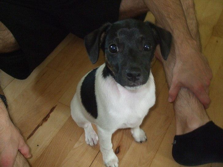 Dansk svensk gaardhund Molly - :) billede 2