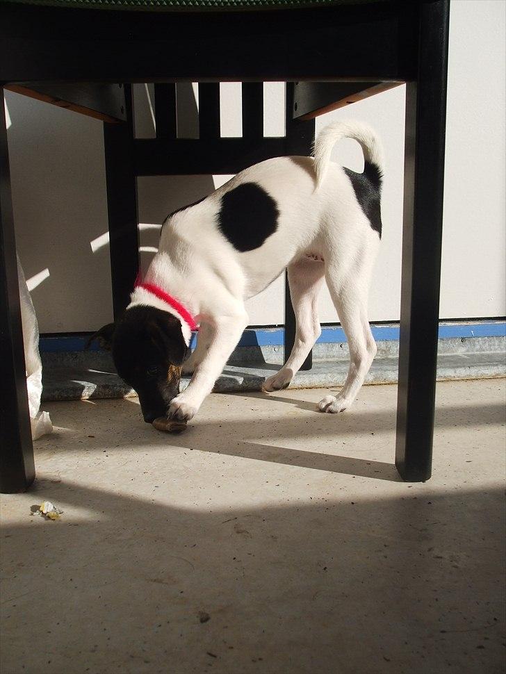 Dansk svensk gaardhund Molly - Så er vi lige ude i morgen solen og spise det lille kødben :) billede 3