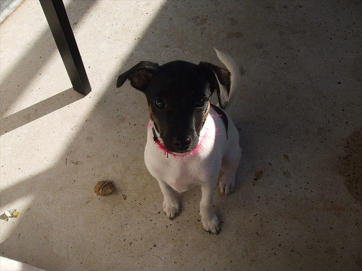 Dansk svensk gaardhund Molly - Gad vide hvad de øjne tigger om? :) billede 4