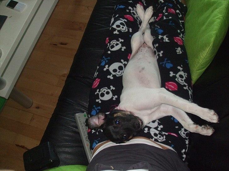 Dansk svensk gaardhund Molly - Mmm.. En lille lur her langs mor, så bliver det ikke bedre :) billede 5