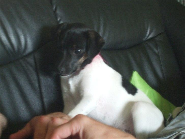 Dansk svensk gaardhund Molly - :) billede 6