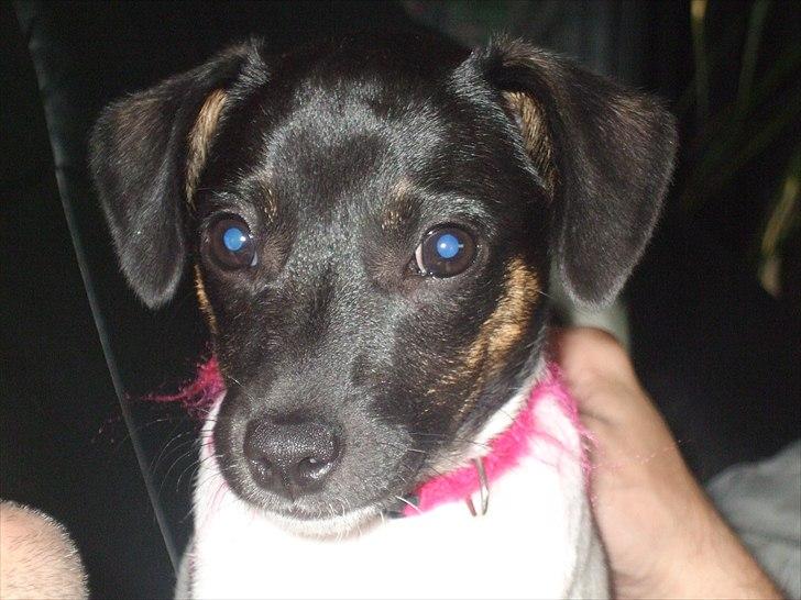 Dansk svensk gaardhund Molly - Det lille pus :) billede 7