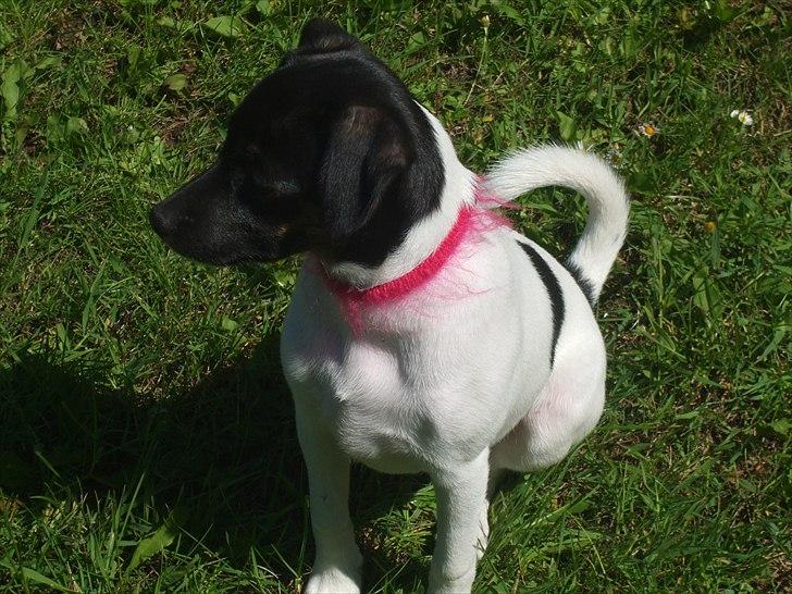 Dansk svensk gaardhund Molly - "Pause:)" billede 8