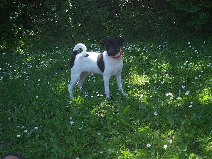 Dansk svensk gaardhund Molly billede 9