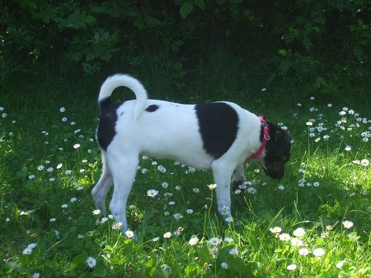 Dansk svensk gaardhund Molly - :) billede 10