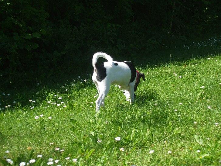 Dansk svensk gaardhund Molly - ...Snif snif.. sniiiif ! billede 11