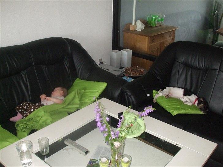 Dansk svensk gaardhund Molly - De to minndste måtte pænt give op på hver sin fløj efter en lang go gåtur.. billede 12