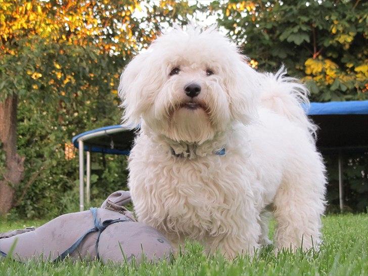 Blanding af racer Valde billede 1