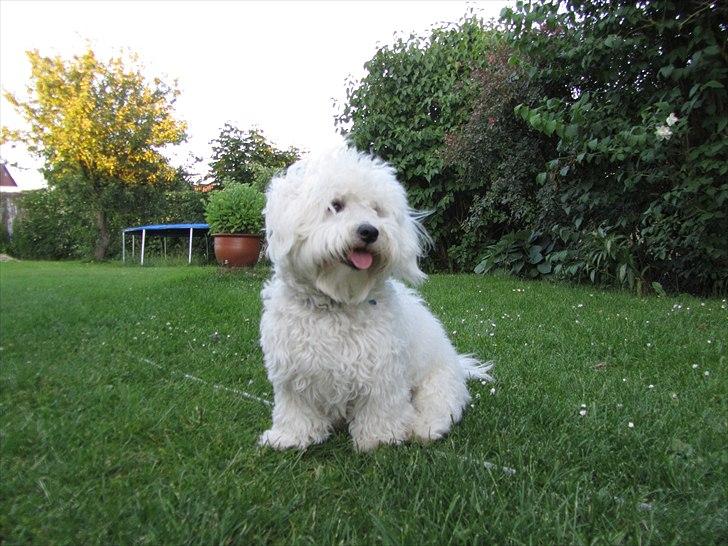 Blanding af racer Valde billede 2