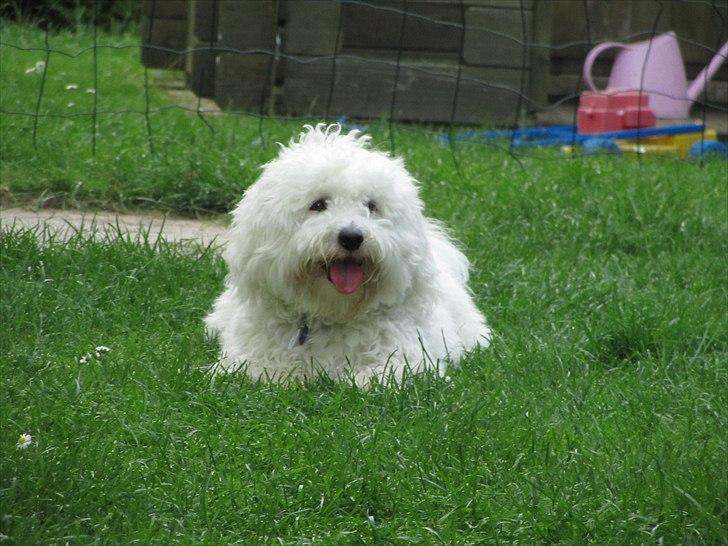 Blanding af racer Valde billede 4