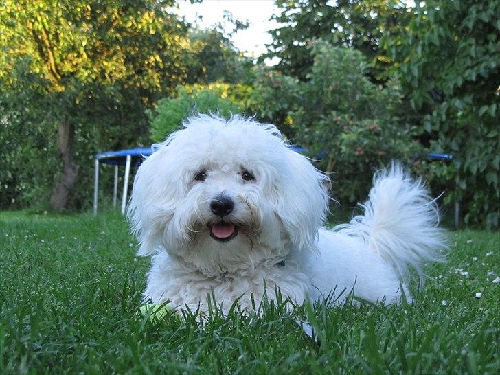 Blanding af racer Valde billede 5