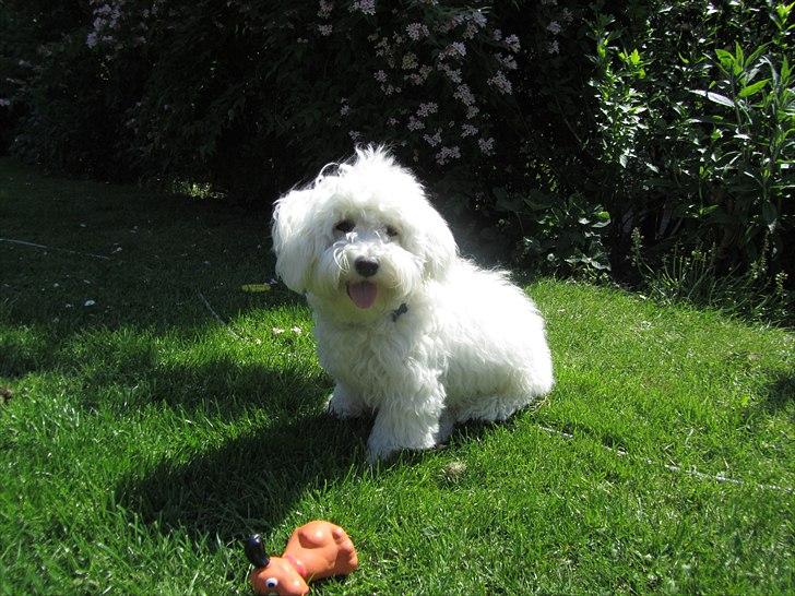 Blanding af racer Valde billede 6