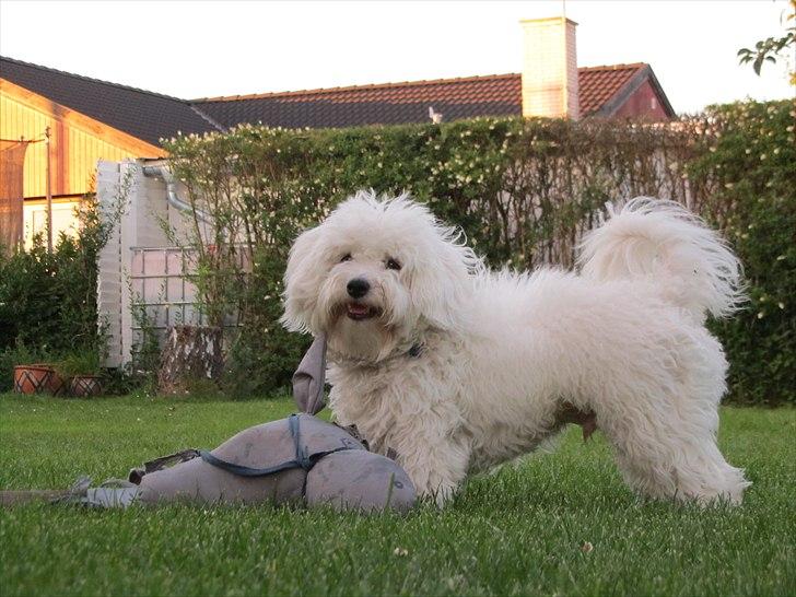 Blanding af racer Valde billede 7