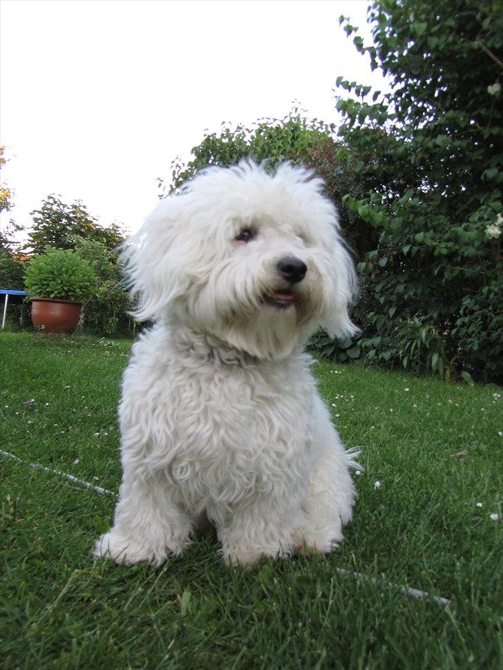 Blanding af racer Valde billede 8