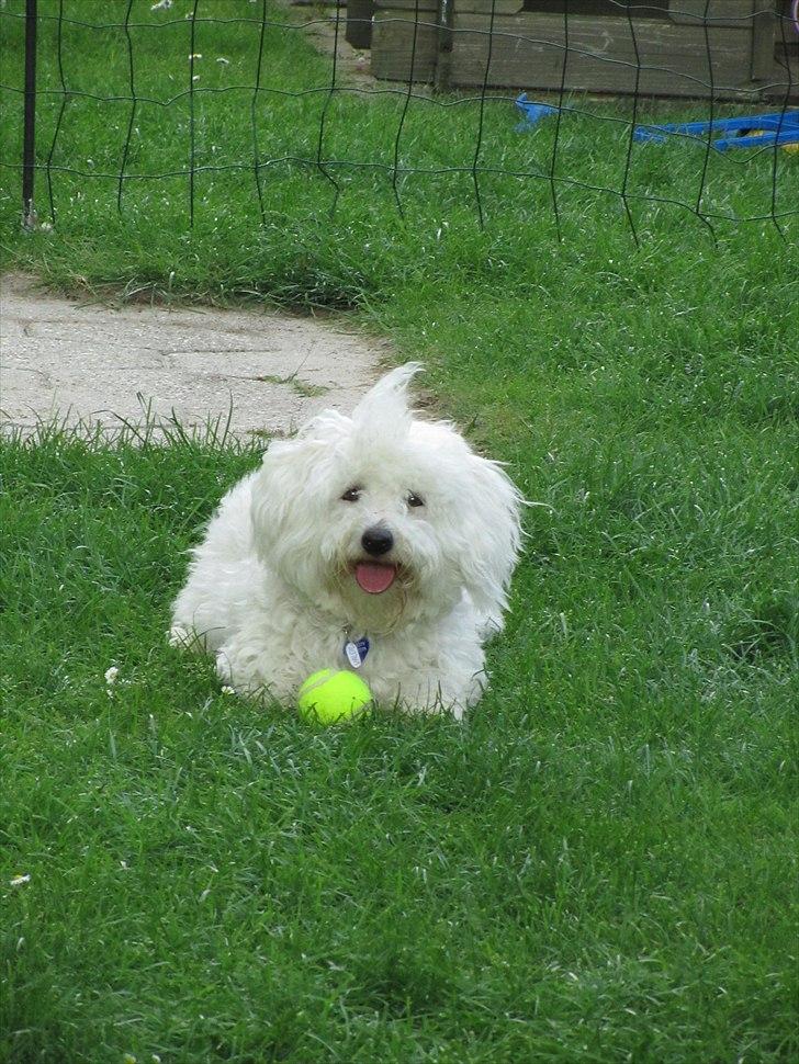 Blanding af racer Valde billede 9