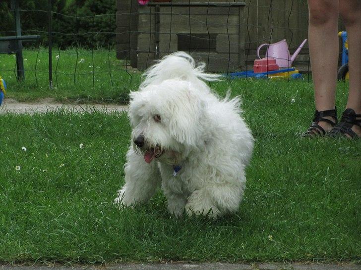 Blanding af racer Valde billede 10