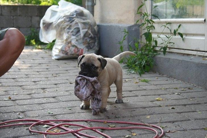 Bullmastiff Edda - Velkommen til min profil billede 1