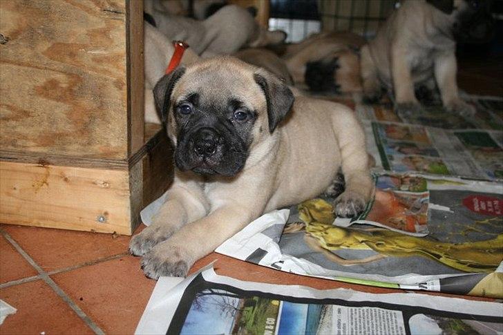 Bullmastiff Edda - Mig 5 uger gammel, lige vågnet fra eftermiddagslur i hvalpekassen. billede 4