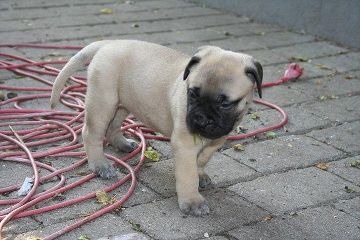 Bullmastiff Edda - Mig 5 uger gammel og nu med smag for grønsager. billede 6