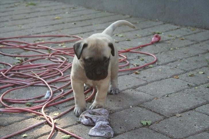 Bullmastiff Edda - Mig 5 uger gammel i sjov leg med en (stjålet) sok. billede 7