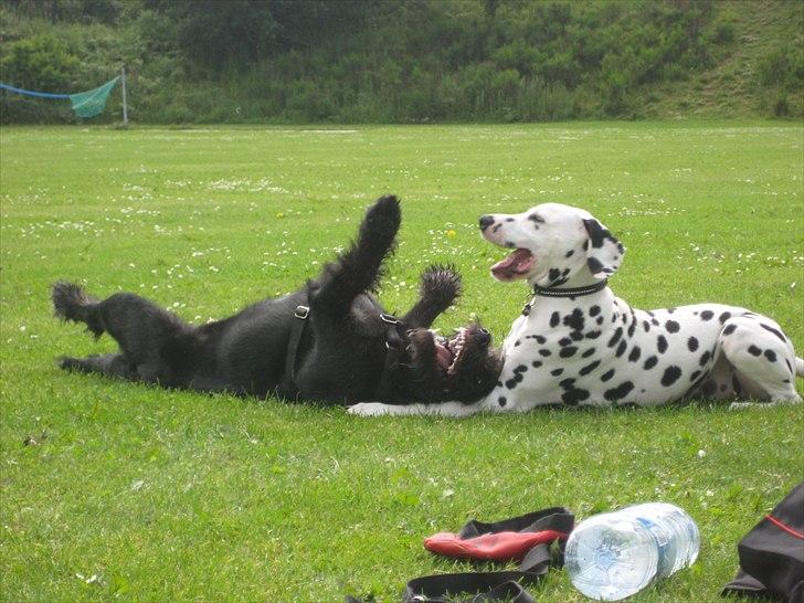 Dalmatiner Freya - Freya til hundeleg. Skønt at møde en på samme alder (5 måneder):-) billede 12