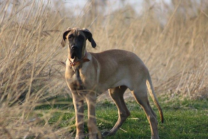 Grand danois Bounty "Hunter" billede 14