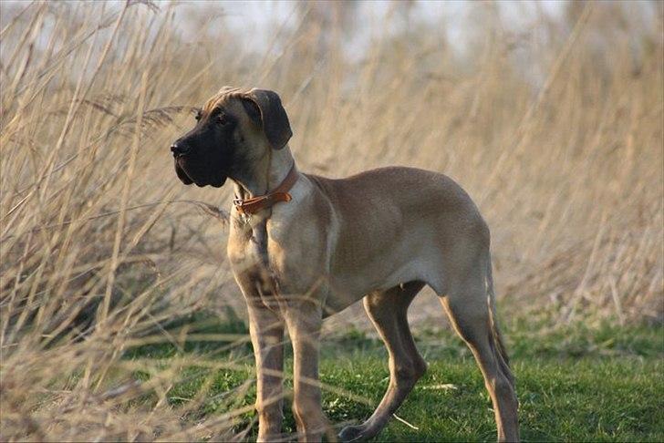 Grand danois Bounty "Hunter" billede 15