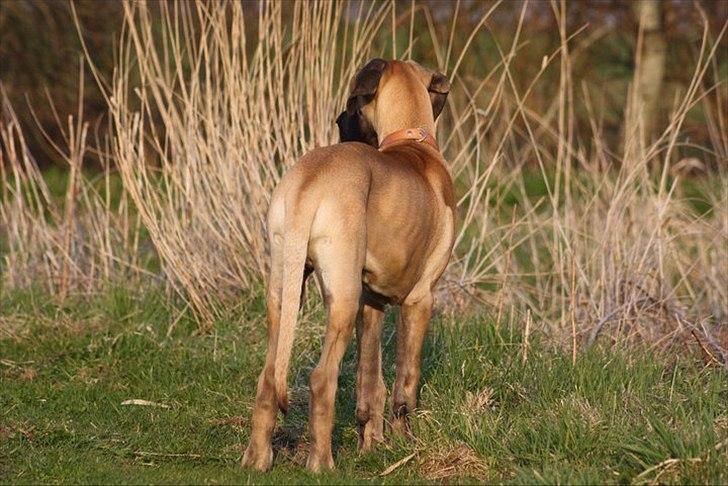 Grand danois Bounty "Hunter" billede 16