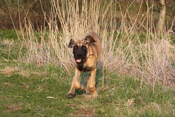 Grand danois Bounty "Hunter" - Juuuhuuuuuu!! billede 17