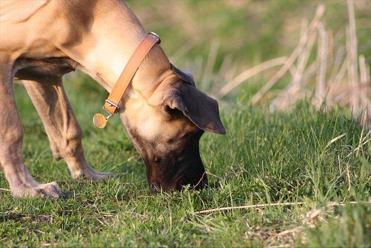 Grand danois Bounty "Hunter" billede 18