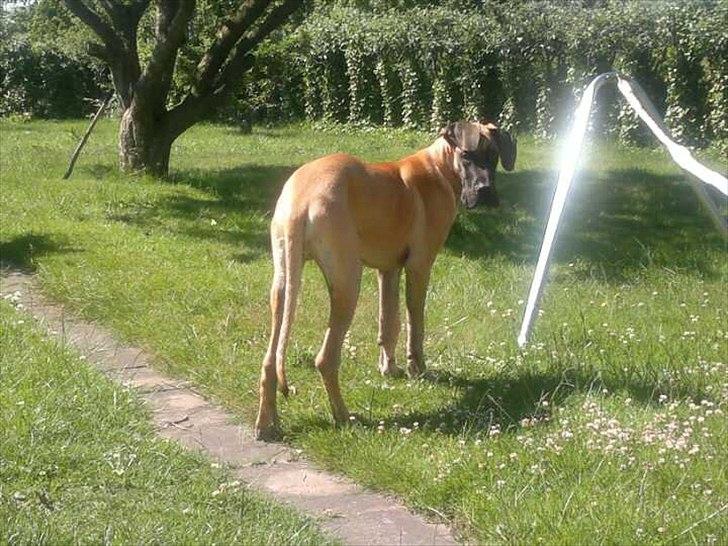 Grand danois Bounty "Hunter" billede 19